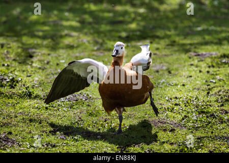 Martin bloße, Rufford, Burscough, Southport, Lancashire, UK, 29. April 2015. Laufen & Jagen Ruddy Brandgänse in der Brutzeit Vogelgrippe Frühling an der Martin bloße Naturschutzgebiet Wetland Centre. Enten & Drakes in der Zucht Gefieder geben territoriale zeigt entlang der Grenzen ihres Territoriums, Ausdruck jagen Verhalten, precopulatory und komplexen Umwerbung zeigt, von denen viele integrieren Bewegungen, die Zier der Drake Gefieder betonen. Stockfoto