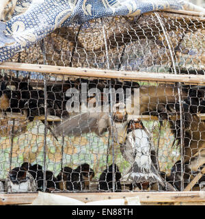 Verkauf von Vögel für religiöse Zwecke in Phnom Penh, Kambodscha. Stockfoto