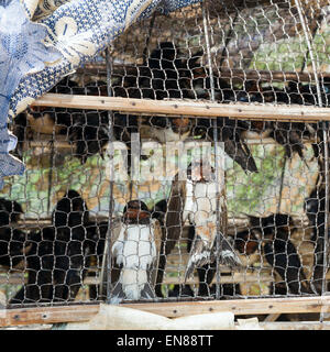 Verkauf von Vögel für religiöse Zwecke in Phnom Penh, Kambodscha. Stockfoto