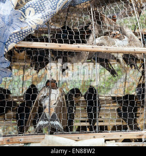 Verkauf von Vögel für religiöse Zwecke in Phnom Penh, Kambodscha, Asien. Stockfoto