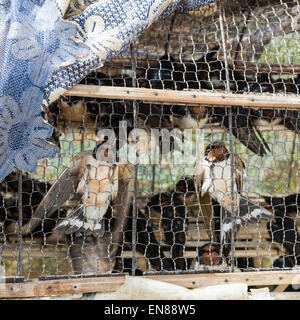 Verkauf von Vögel für religiöse Zwecke in Phnom Penh, Kambodscha, Asien. Stockfoto