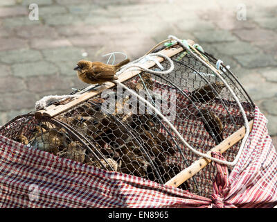 Verkauf von Vögel für religiöse Zwecke in Phnom Penh, Kambodscha, Asien. Stockfoto