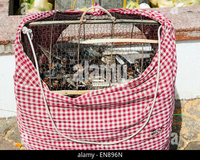 Verkauf von Vögel für religiöse Zwecke in Phnom Penh, Kambodscha, Asien. Stockfoto