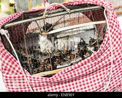 Verkauf von Vögel für religiöse Zwecke in Phnom Penh, Kambodscha, Asien. Stockfoto