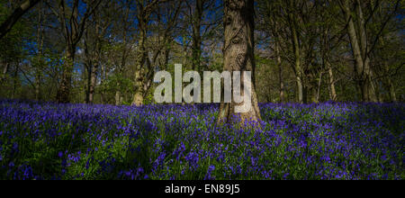 Panorama der Glockenblumen in Wäldern (Middleton woods, Ilkley), UK Stockfoto