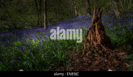 Lebendige bluebells in Wäldern (Middleton) Holz, Ilkley, Yorkshire, Großbritannien Stockfoto