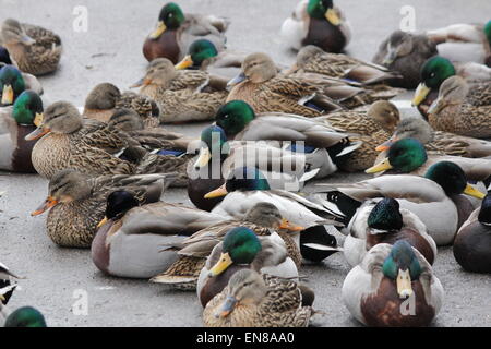 Eine kleine Herde von Mallard Drakes und Hennen ruhen auf dem Eis der zugefrorenen Teich. Stockfoto