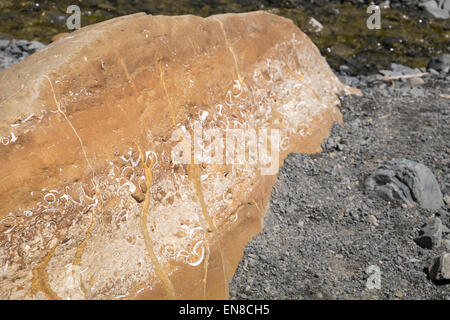 Reste von Muscheln, eingebettet in einem Felsen am Landschaftsschutzgebiet Putangirua oder Zinnen, eine Fläche von erodierten Kies verlassen groß Stockfoto