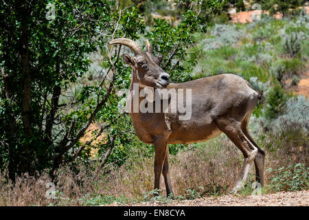 Dickhornschafe, Zion Nationalpark, utah Stockfoto