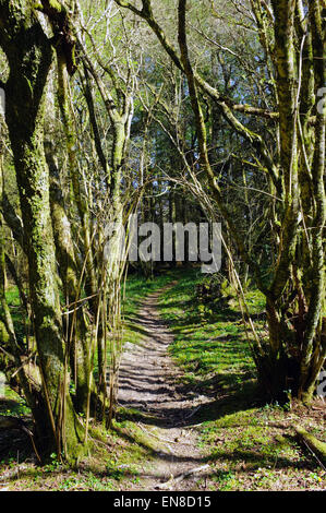 Ein schmaler Pfad schlängelt sich durch einen dichten Wald in Mid Wales. Stockfoto