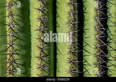 Saguaro Stacheln, Saguaro-Nationalpark, az Stockfoto