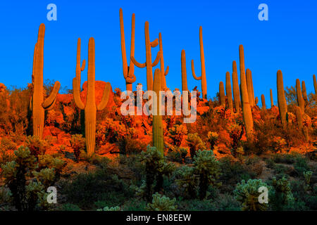 Saguaros bei Dämmerung, Saguaro-Nationalpark, az Stockfoto