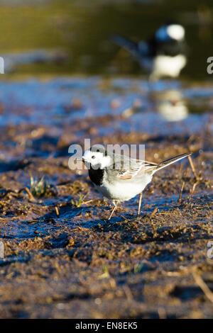 Ein Trauerschnäpper Bachstelze (Motocilla Alba) am Rande eines kleinen Pools. Stockfoto