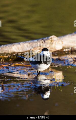 Ein Trauerschnäpper Bachstelze (Motocilla Alba) am Rande eines kleinen Pools. Der Vogel spiegelt sich in der Wasseroberfläche. Stockfoto