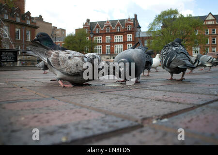 Verwilderte Tauben füttern in Town Hall Square, Leicester, Leicestershire, Großbritannien Stockfoto