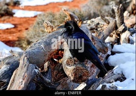 Rabe, Insel im Himmel, Ut Stockfoto