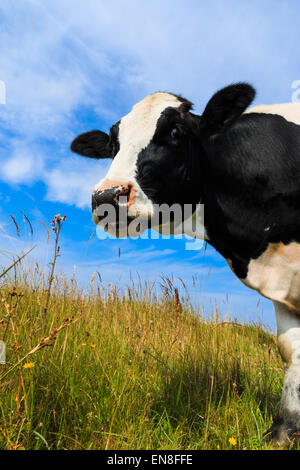 Neugierige Holstein Frisian Kuh im Feld stehen. Stockfoto