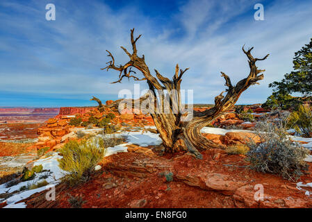 "alter Freund", Insel im Himmel, Ut Stockfoto