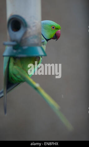 Wimbledon, London, UK. 29. April 2015. Großbritanniens nur eingebürgert Papagei und die Geißel des suburbanen London Gärten, eine Gruppe von Ring-Necked Papageien erreichen ein Garten Vogelhaus am frühen Abend innerhalb von 2 Stunden entleeren. Bildnachweis: Malcolm Park Leitartikel/Alamy Live-Nachrichten Stockfoto