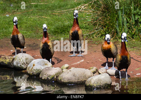 Whistling Ducks mit weißen Gesicht bei Martin Mere, Rufford, Burscough, Southport, Lancashire, Großbritannien 29. April 2015. (Dendrocygna viduata) eine langbeinige Ente mit einem auffälligen weißen Gesicht- und Nackenfleck, mit schwarzem und braunem Gefieder.  Vogelquelle im Martin Mere Nature Reserve Wetland Centre. Enten und Draken im Zuchtgefieder geben territoriale Darstellungen entlang der Grenzen ihres Territoriums, was das Verfolgungsverhalten, vorvulatorische und komplexe Balzdarstellungen zum Ausdruck bringt, von denen viele Bewegungen beinhalten, die das ornamentale Gefieder des drakes betonen. Stockfoto