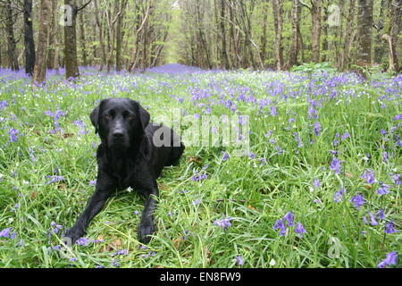 Hund in Glockenblumen. Stockfoto