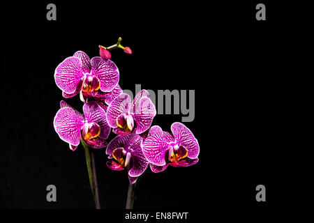 Studioaufnahme von Orchid Plant auf schwarzem Hintergrund - Macro Shot Stockfoto