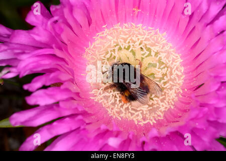 Pflanze mit bunten Blumen: gelb, lila und weiß. Seine Zweige sind fleischig und saftig mit Verzweigungen, die Sträucher bilden. Stockfoto