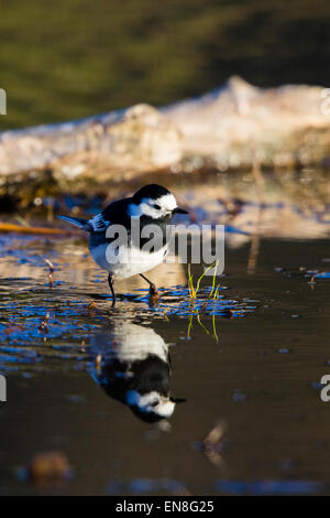 Ein Trauerschnäpper Bachstelze (Motocilla Alba) am Rande eines kleinen Pools. Der Vogel spiegelt sich in der Wasseroberfläche. Stockfoto