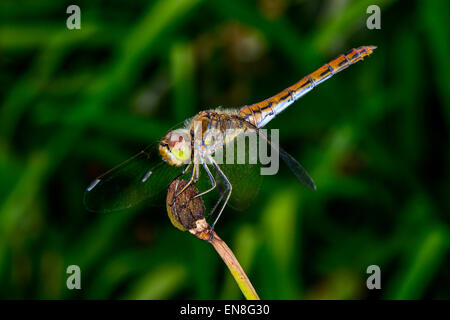 Sympetrum Vulgatum, vagrant darter Stockfoto