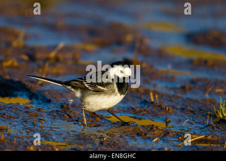 Ein Trauerschnäpper Bachstelze (Motocilla Alba) am Rande eines kleinen Pools. Stockfoto