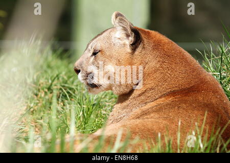 schöne Berglöwe Porträt im Zoo (Puma Concolor) Stockfoto