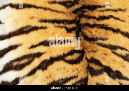 echten Tiger Textur Fell, schöne natürliche Fell Stockfoto