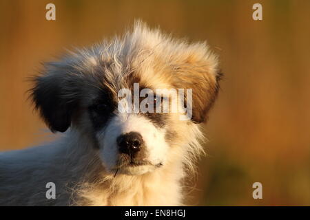 rumänischer Schäferhund Welpen Porträt im schönen Abendlicht Stockfoto