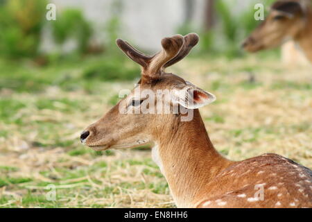 junges Reh Bock mit wachsenden Geweih (Dama) Stockfoto