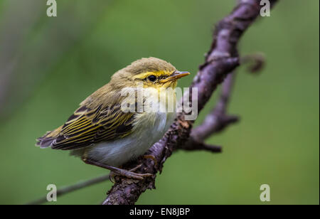 Wood Warbler Küken (Phylloscopus Sibilatrix) Stockfoto