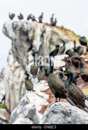 Ein Shag-Kolonie auf Vardo Insel. Stockfoto