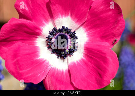 Anemone Mona Lisa Coronaria rosa Blume mit Insekt in einem Garten in England Stockfoto