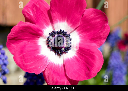 Anemone Mona Lisa Coronaria rosa Blume in einem Garten in England Stockfoto