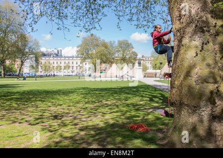 Bristol, UK. 29. April 2015. Demonstranten erkletterten Bäume oben ein Banner in Bristol Queens Square zur Sensibilisierung für die Zerstörung von Bauland in Stapleton für das neue Metrobus-Projekt zu setzen.  Sie marschierten später nach der Stadt Gemeindeverwaltung.  Früher im Jahr besetzt die Demonstranten Bäume auf der Metrobus-Website für mehrere Wochen vor einer Zwangsräumung. 29. April 2015. Bildnachweis: Redorbital Fotografie/Alamy Live-Nachrichten Stockfoto