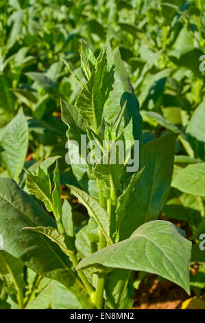 Vertikale Nahaufnahme von Tabakpflanzen in Vinales. Stockfoto