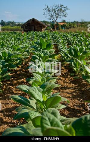 Vertikale Nahaufnahme von Tabakpflanzen in Vinales. Stockfoto