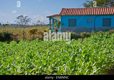 Horizontale Ansicht einer Tabak-Plantage in Vinales. Stockfoto