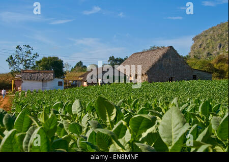 Horizontale Ansicht einer Tabak-Plantage in Vinales. Stockfoto