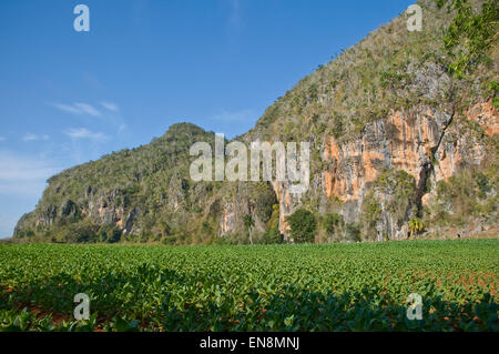 Horizontale Ansicht der Landschaft in Vinales. Stockfoto