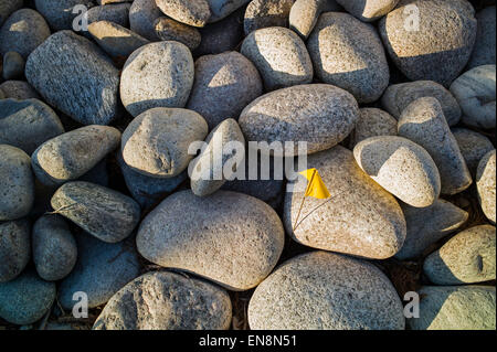 Flusssteine verwendet als Landschaftsbau Steinen im Garten des Craftsman-Stil Wohnhaus in Colorado, USA Stockfoto