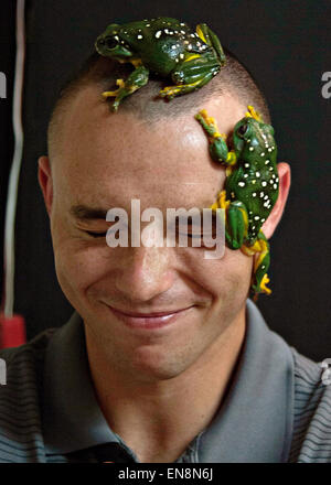 Berry Springs, Australien. 28. April 2015. US Marine LCpl Chris Printy hat Australische Laubfrösche Klettern auf den Kopf während einer Schnuppertour des Northern Territory in Territory Wildlife Park 28. April 2015 in Berry Springs, Northern Territory, Australien. Bildnachweis: Planetpix/Alamy Live-Nachrichten Stockfoto