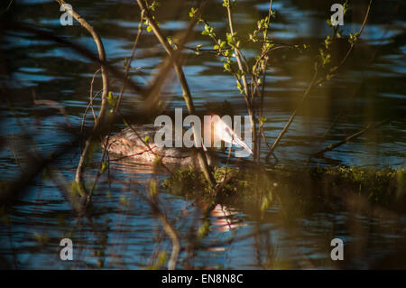 Bewl Wasser, Ticehurst, East Sussex, UK. 29. April 2015. UK-Wetter: Grebe durch die Zweige. Bildnachweis: David Burr/Alamy Live-Nachrichten Stockfoto