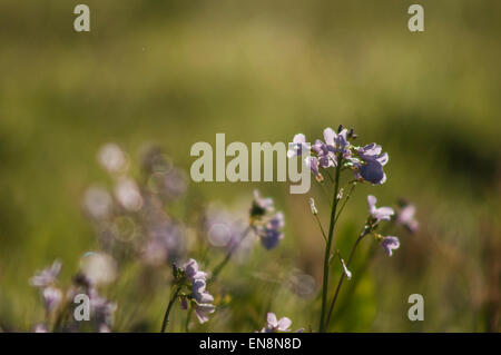 Bewl Wasser, Ticehurst, East Sussex, UK. 29. April 2015. UK-Wetter: Wildblumen, Milchmädchen. Bildnachweis: David Burr/Alamy Live-Nachrichten Stockfoto