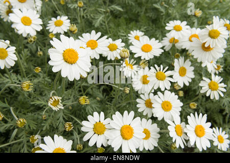 Reihe von Blumen-Gänseblümchen Stockfoto