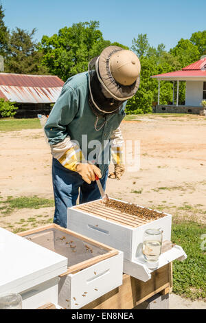 Imker Inspektion Frames von einem Langstroth Bienenstock, wie er für Königin, Arbeiter, Drohnen und aktive Brut überprüft. Stockfoto